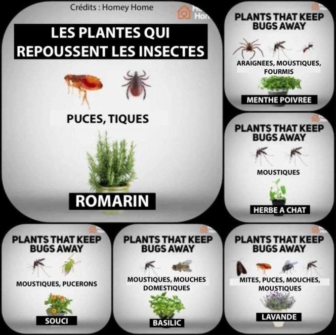 Diffuseur huile essentielle à nébulisation 
